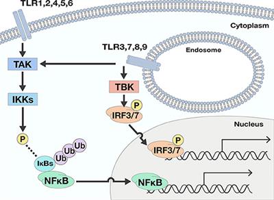 TLR Signals in Epithelial Cells in the Nasal Cavity and Paranasal Sinuses